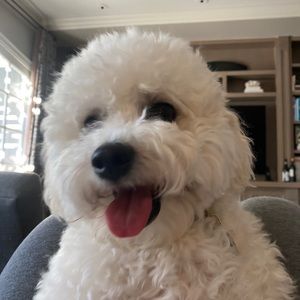 Meet your Posher, Maddie